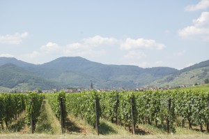 Vines Driving to Riquewihr