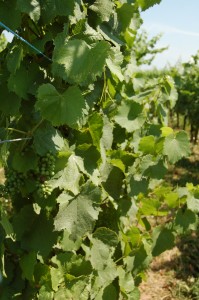 Vines to Riquewihr