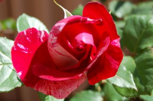 Delbard Rose