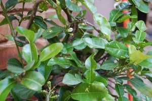 Kaffir Lime Tree
