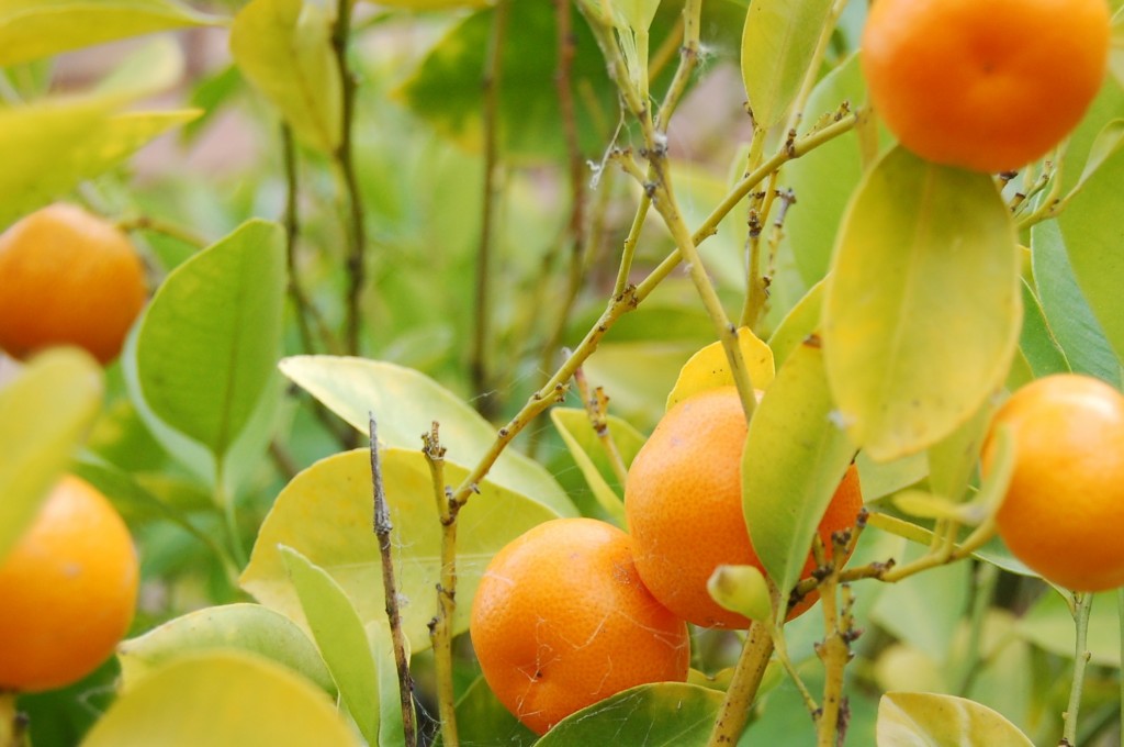 Cumquat Fruit Tree